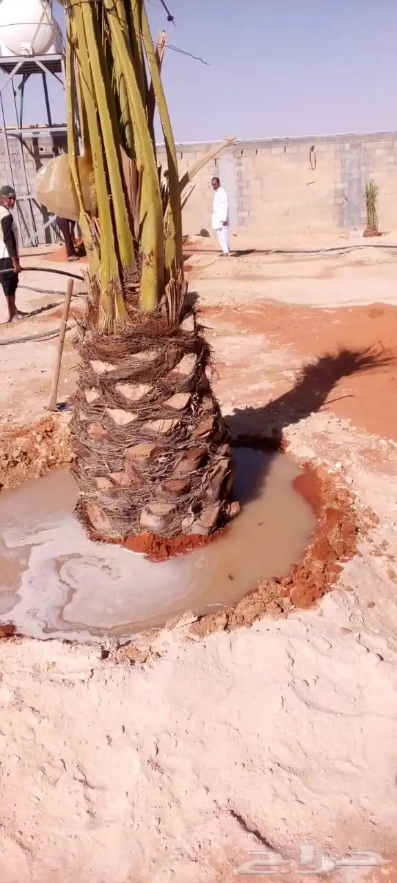 يوجد لدينا نخيل عربي وشنطني وفرخ ونقيل 5