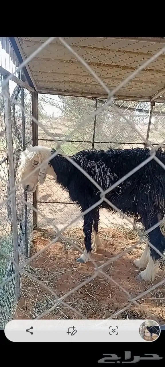 غنم للبيع 6