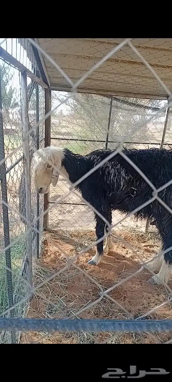 غنم للبيع 0