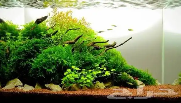 نباتات مائية ( جافا موس ) Java Moss 7