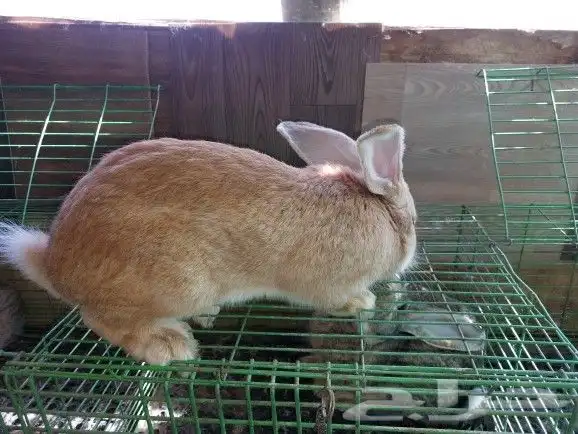 أرانب فلاندر حجم جامبو عملاق العدد مفتوح مع البطاريات 9