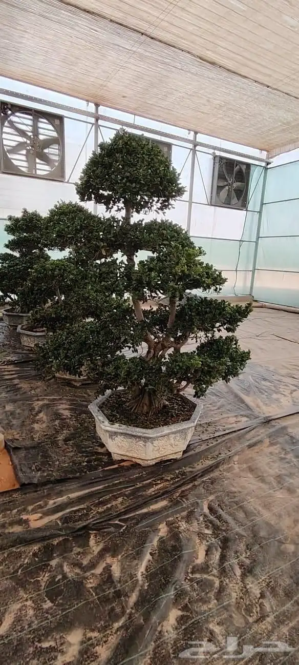 شجرت الا فايكس ميكروكاربابونساي 0