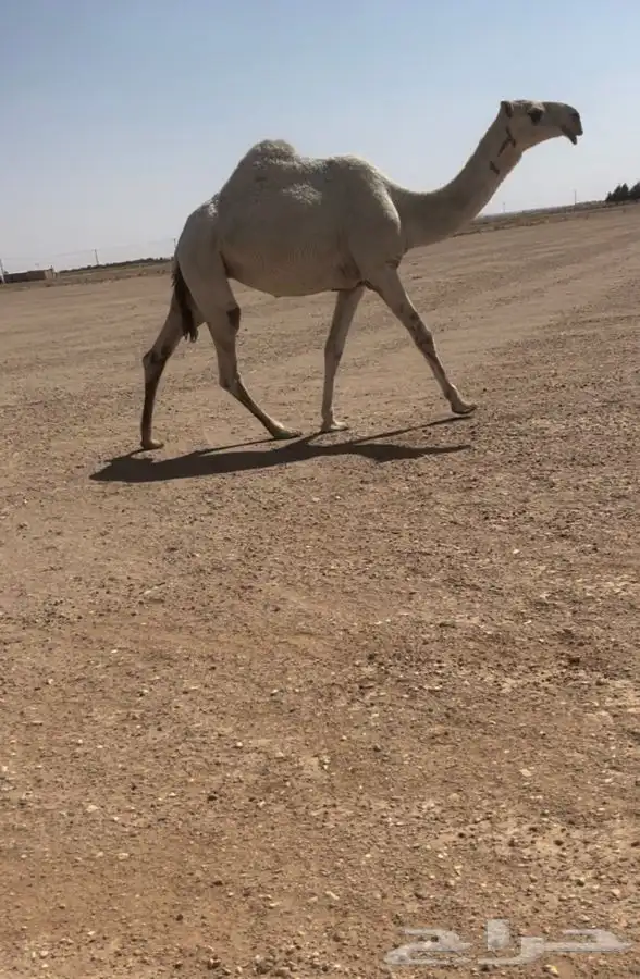 للبيع البكره 0