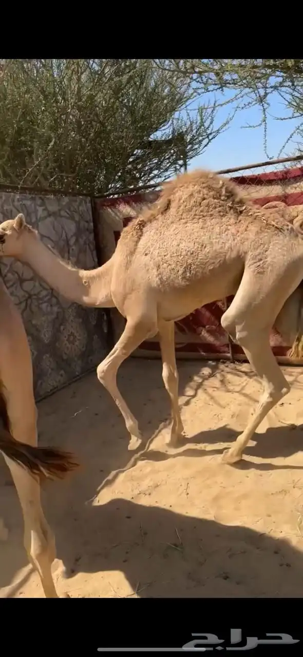 قعود للبيع 1