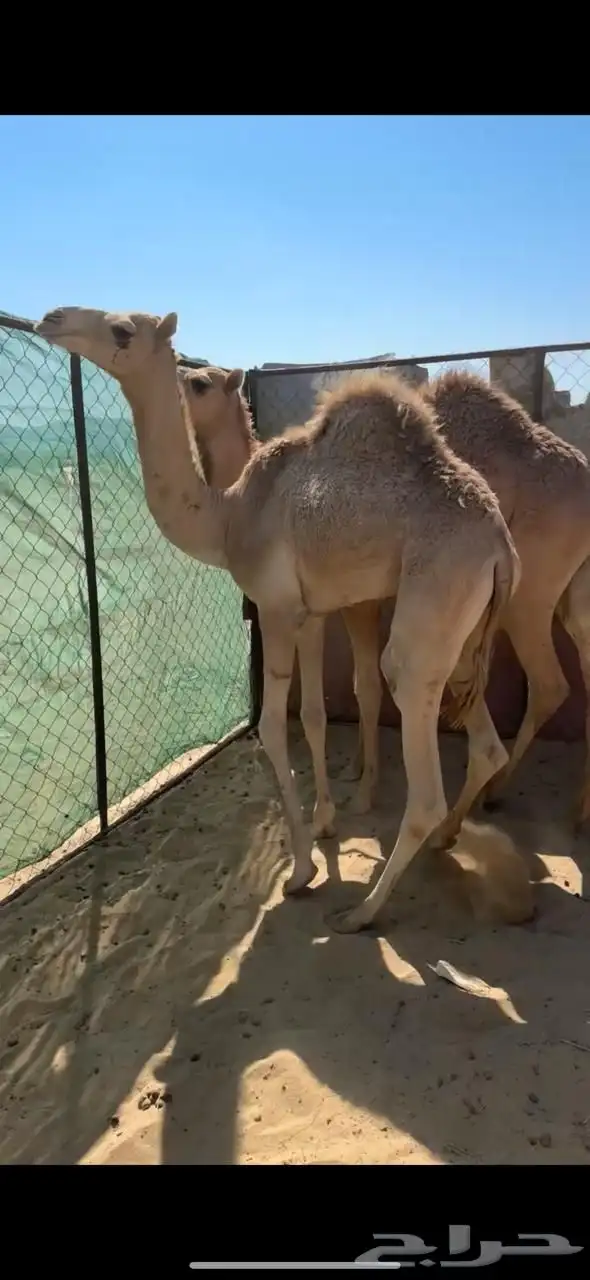 قعود للبيع 2