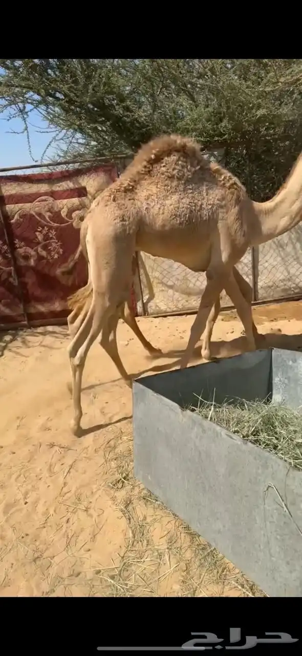 قعود للبيع 0