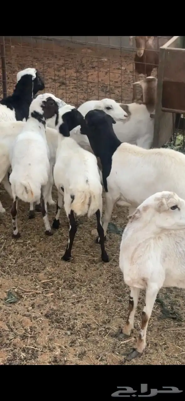 للبيع غنم رفيد 1