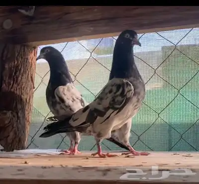 حمام بكستاني index