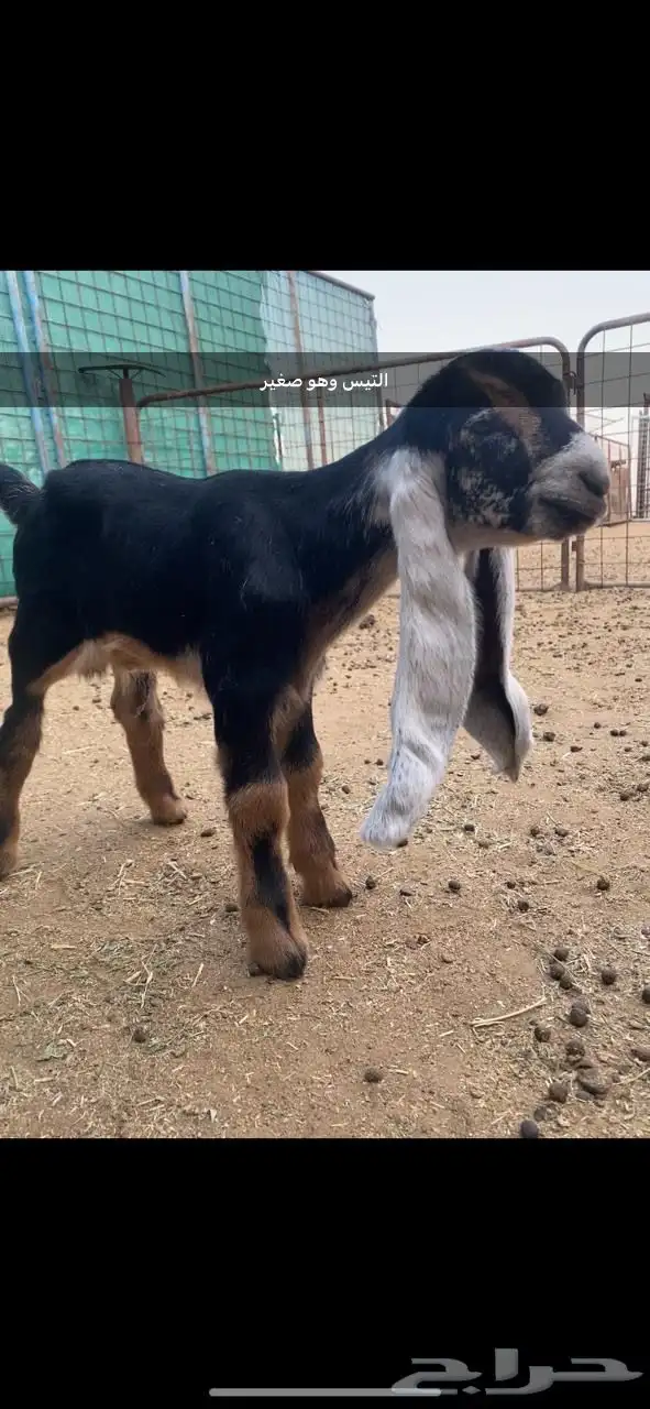 تيس فحل صنف فاخر معرف 2