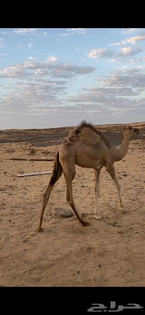 بكره للبيع 2