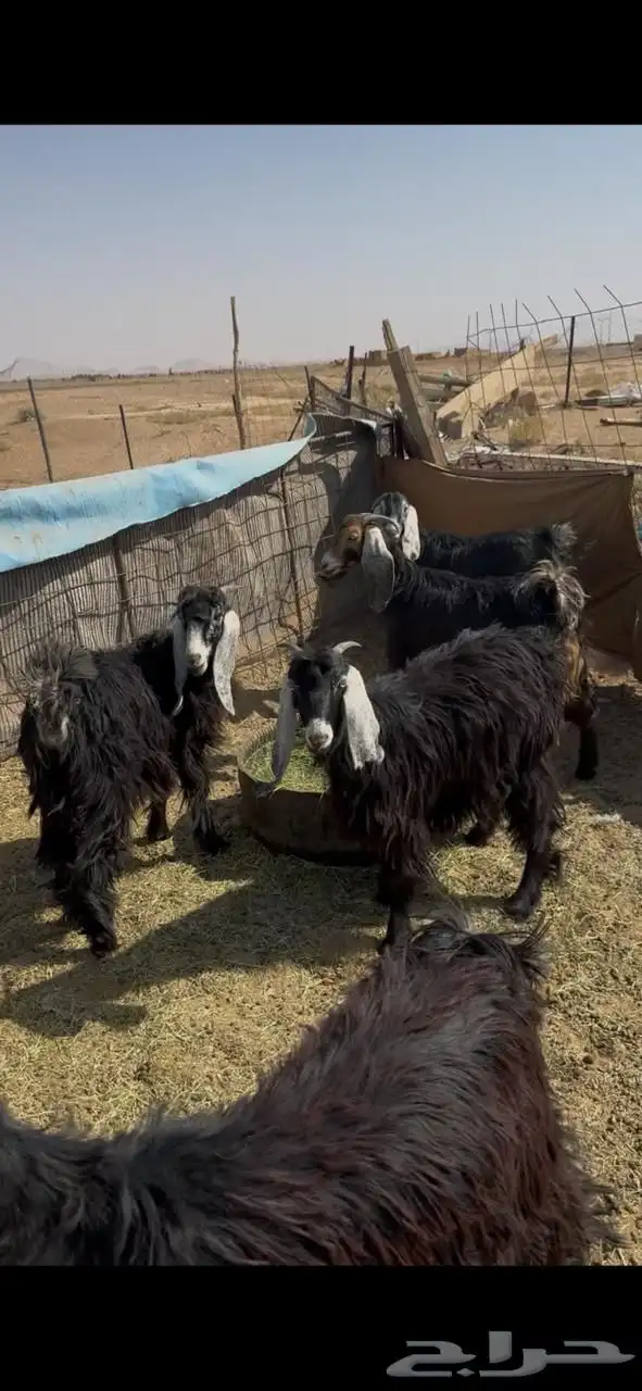 جفار مقرعات 0