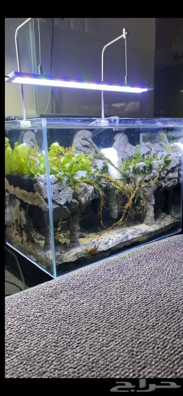 احواض سمك aquarium مزروعة  ونباتات مائية   تصاميم إحترافية 10