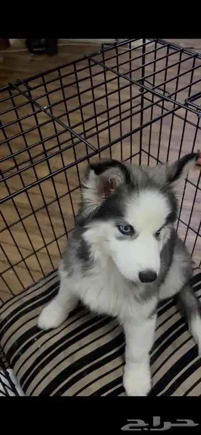 كلبة هاسكي index