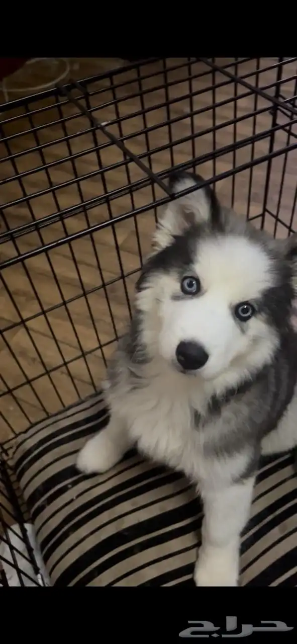 كلبة هاسكي 0