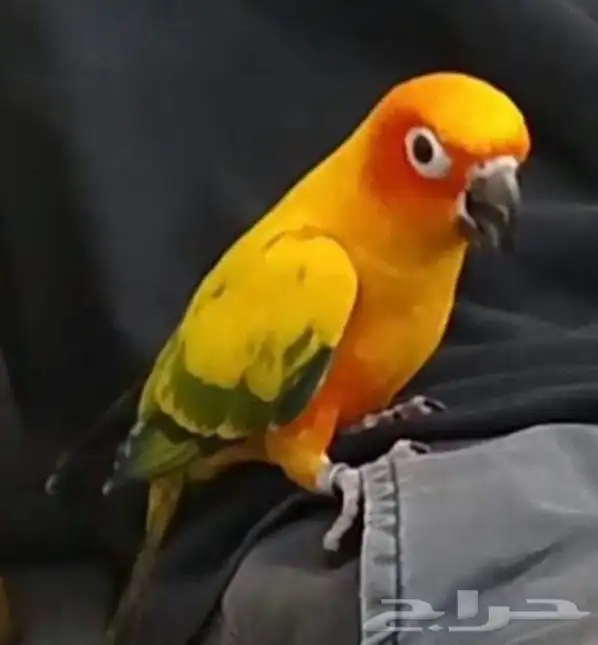 صن كنيور اليف هدد 0