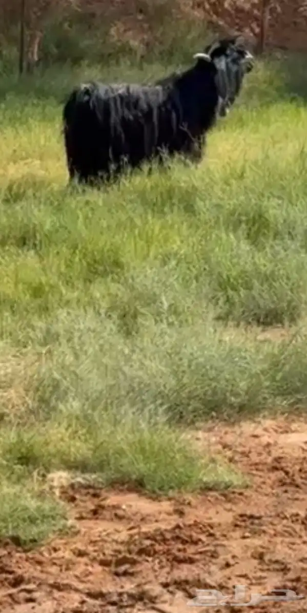 تيس عارضي خصم 0