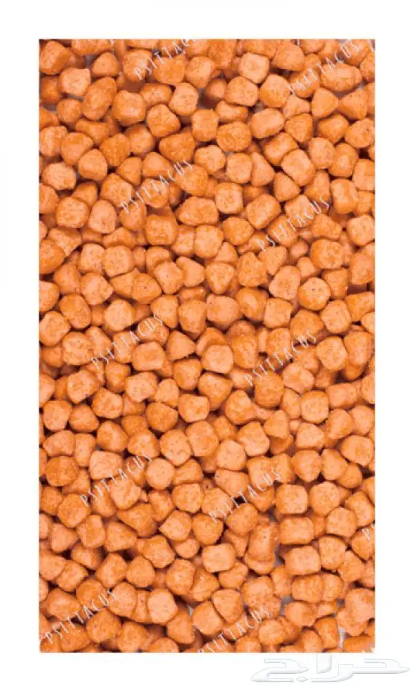 اكل ببغاء اكل كاسكو مكاو كوكانو درة لوري كنيور روز سيتاكوس 1