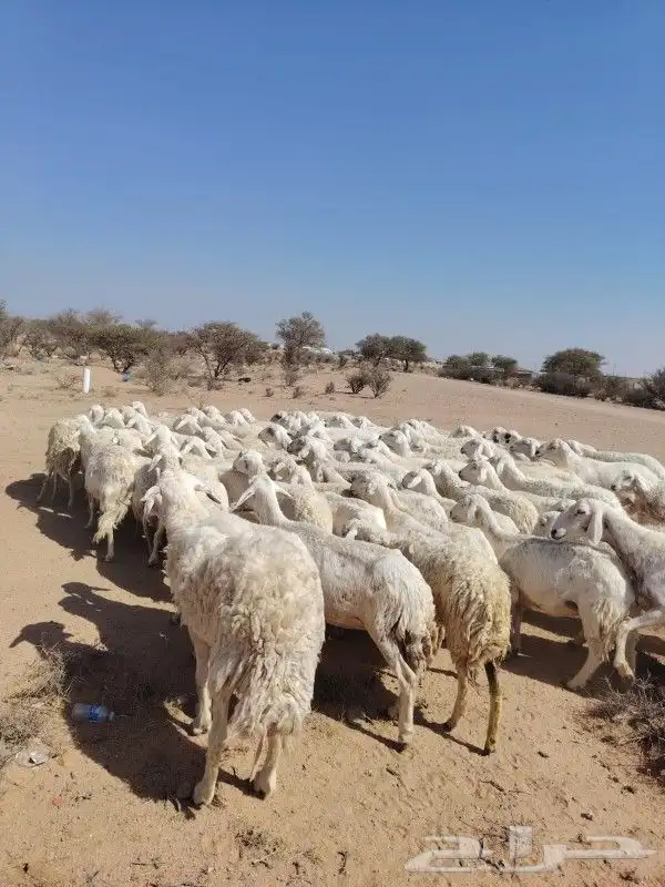 غنم حراي حرش مراح وحد قطعه وحده العداد100فحولها 2الغنم طيبه 1