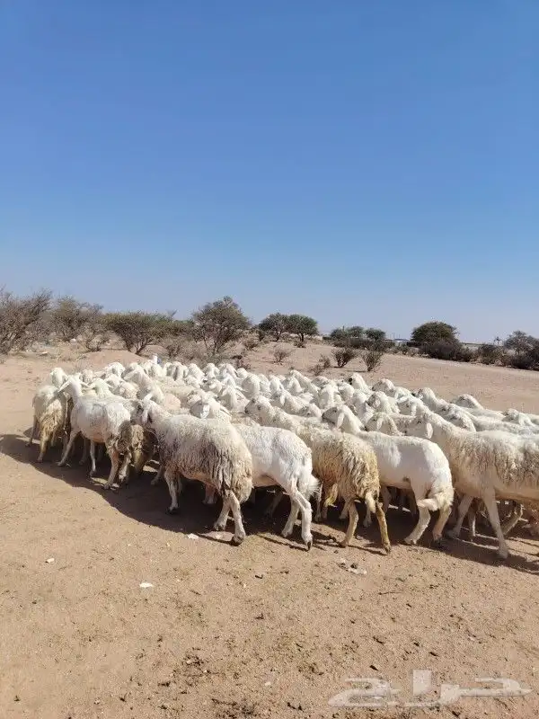 غنم حراي حرش مراح وحد قطعه وحده العداد100فحولها 2الغنم طيبه 4