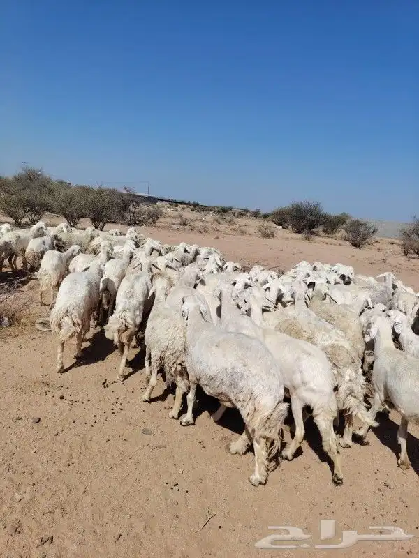 غنم حراي حرش مراح وحد قطعه وحده العداد100فحولها 2الغنم طيبه 0