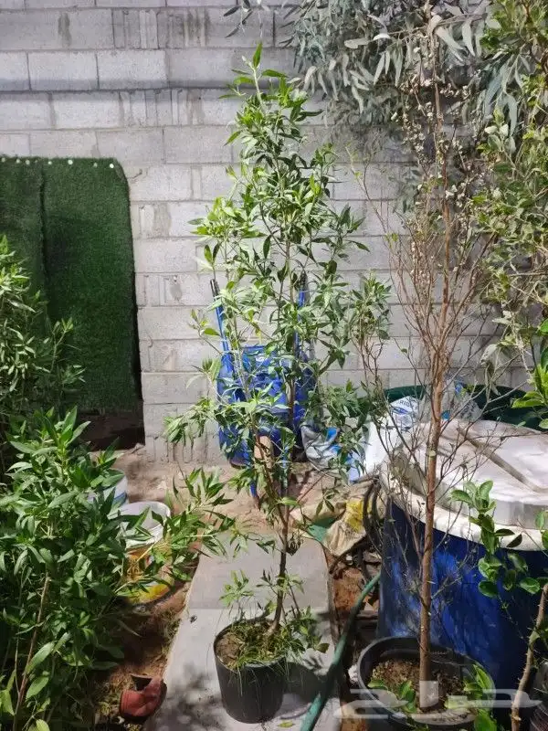 يوجد جميع انواع الاشجار والنباتات يوجد تيل طبيعي يوجد صيانية 6