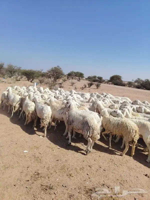 غنم حراي حرش مراح وحد قطعه وحده العداد100فحولها 2الغنم طيبه 2