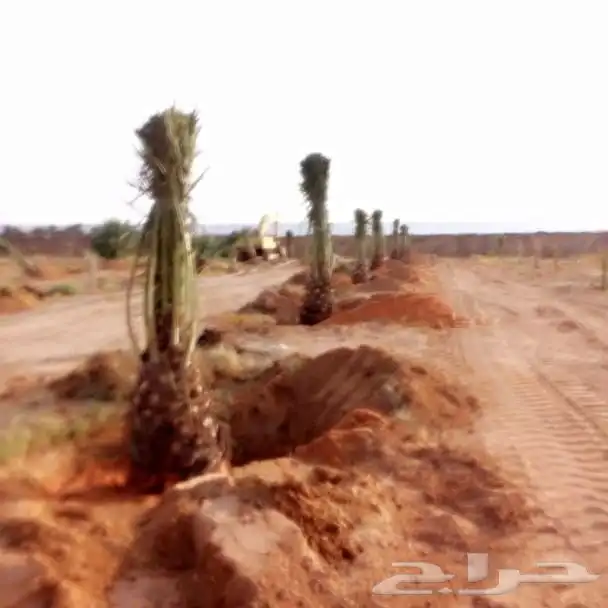 يوجد لدينا نخيل عربي وشنطني وفرخ ونقيل 2