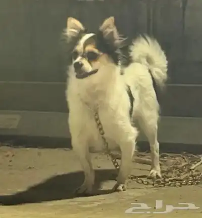 للببع انثى شواوا index