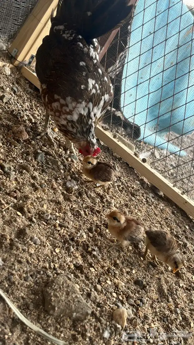 ديك و دجاجه مفرخه عربي ماكنتوش 8