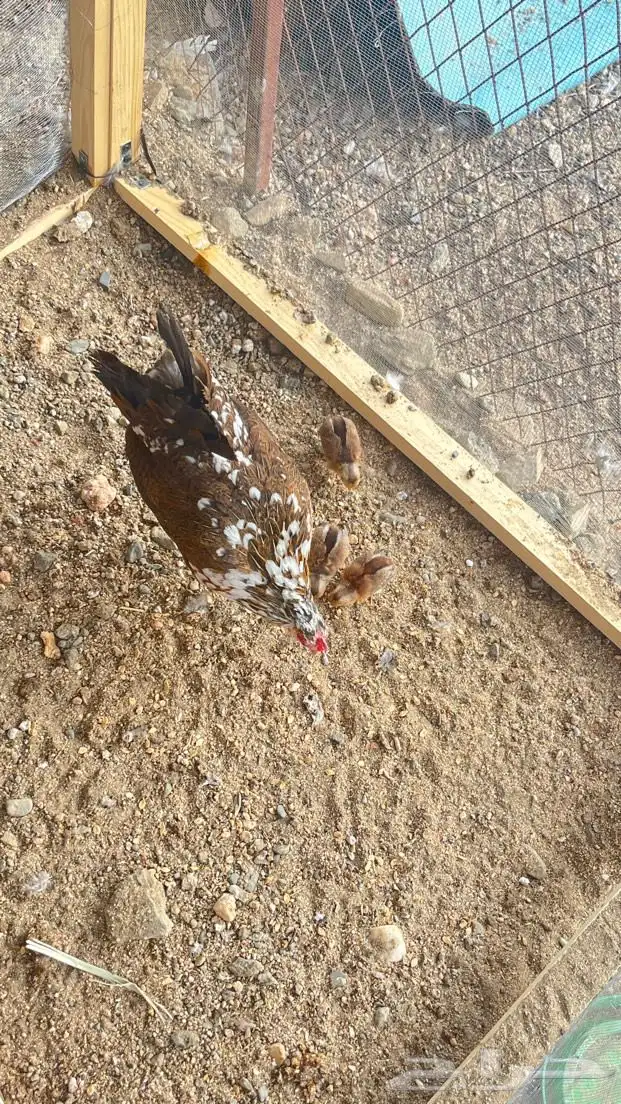 ديك و دجاجه مفرخه عربي ماكنتوش 9