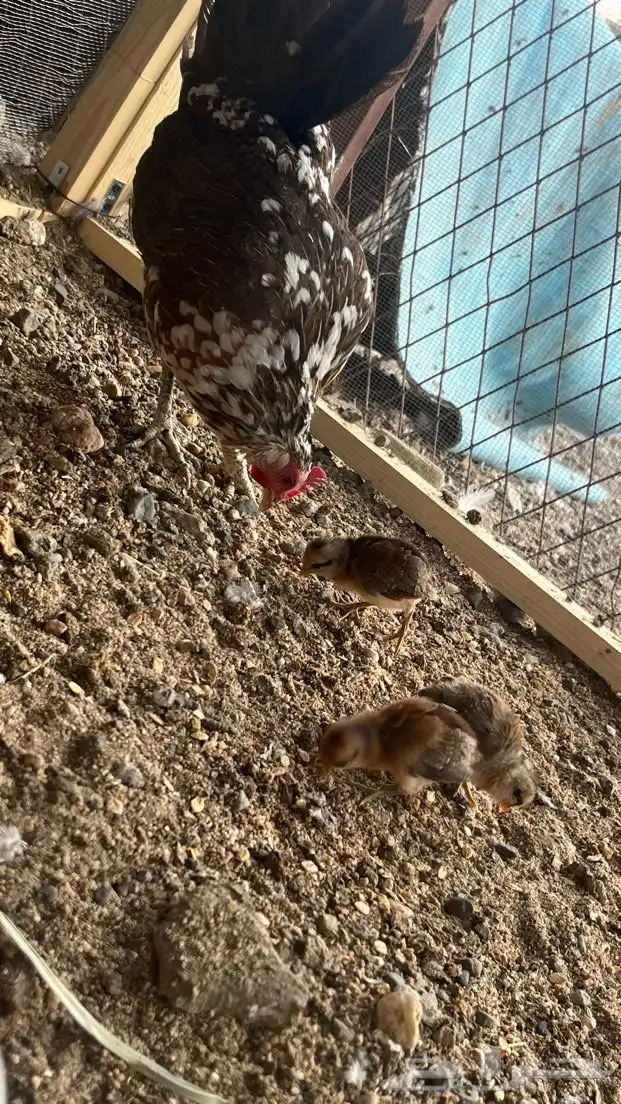 ديك و دجاجه مفرخه عربي ماكنتوش 6