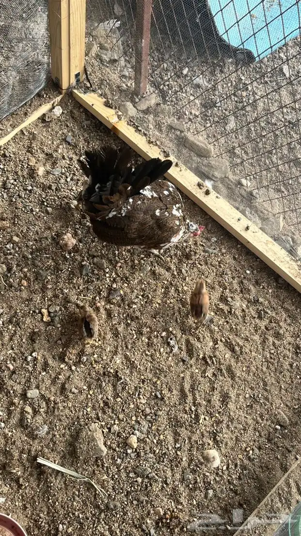 ديك و دجاجه مفرخه عربي ماكنتوش 10