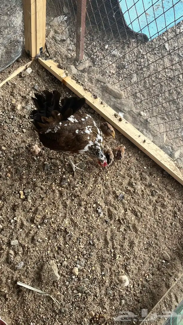 ديك و دجاجه مفرخه عربي ماكنتوش 7