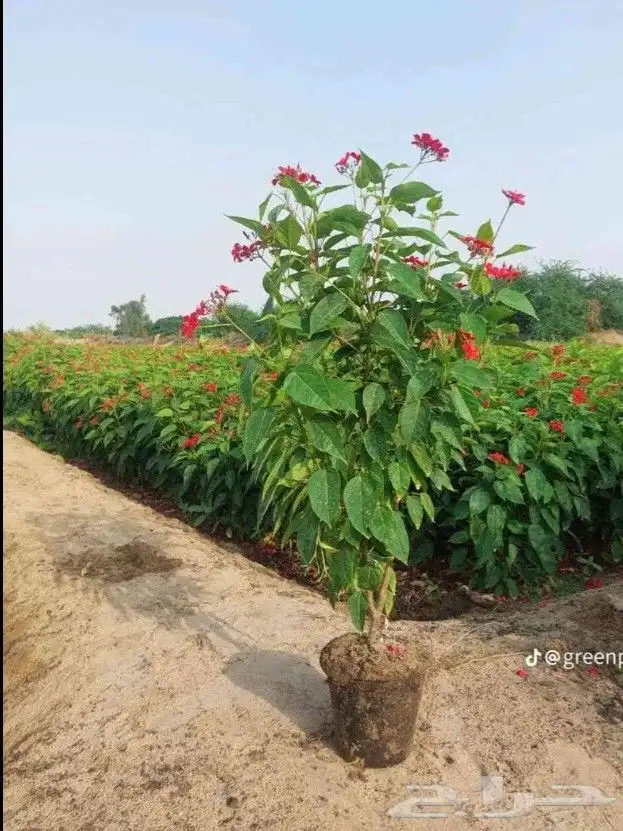 مزارع ومنسق حدائق 8