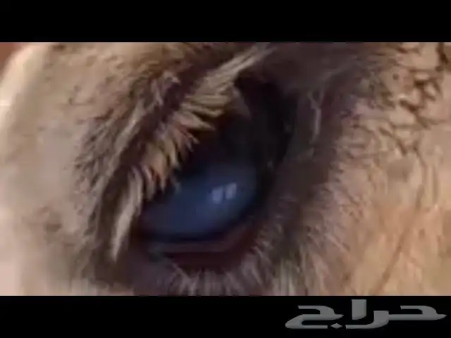 بياض عيون البل مضمون 3