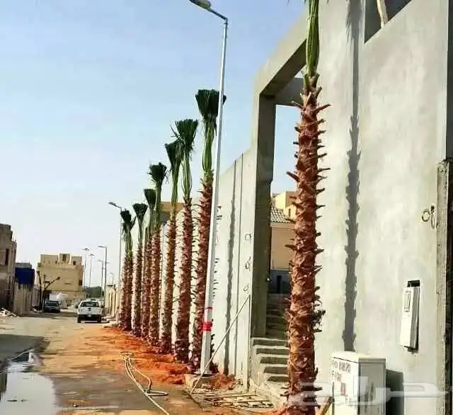 تركيب شبوك امنيه   وتوريد النخيل   وتركيب الحجر الطبيعي 6