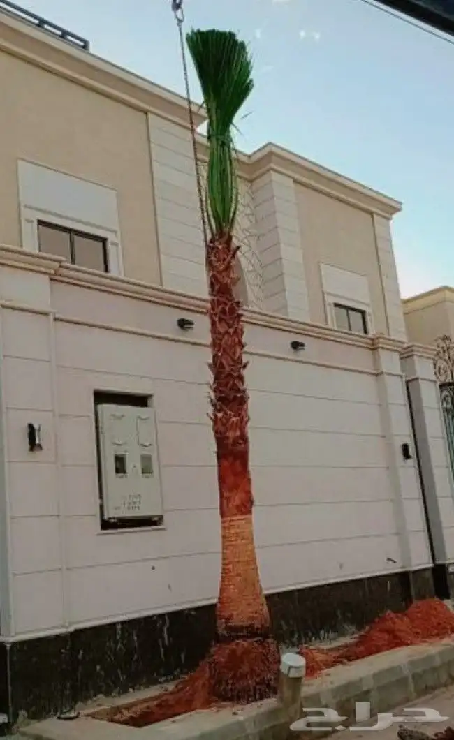 نخل واشنطن زينه 6