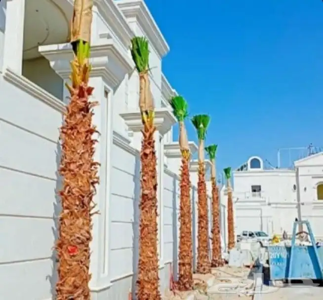 يجد لدينا جميع انوع انخيل العربي بشكل عام وولوشنطني لزينه 6