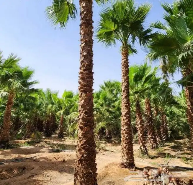 يجد لدينا جميع انوع انخيل العربي بشكل عام وولوشنطني لزينه 8