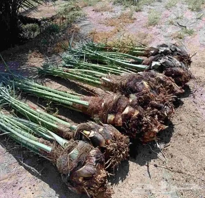 يجد لدينا جميع انوع انخيل العربي بشكل عام وولوشنطني لزينه 9