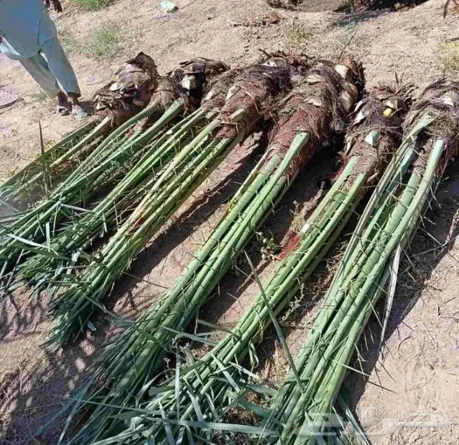 يجد لدينا جميع انوع انخيل العربي بشكل عام وولوشنطني لزينه 1