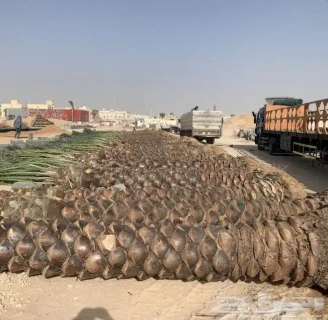 يجد لدينا جميع انوع انخيل العربي بشكل عام وولوشنطني لزينه 5