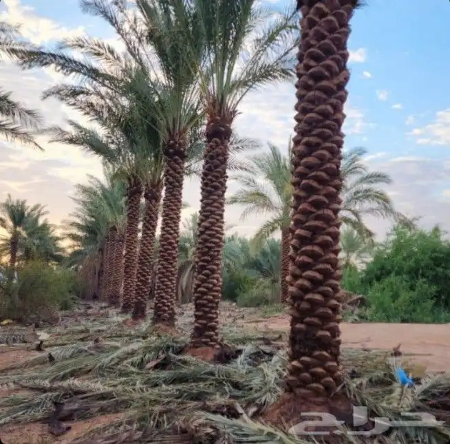 يجد لدينا جميع انوع انخيل العربي بشكل عام وولوشنطني لزينه 2