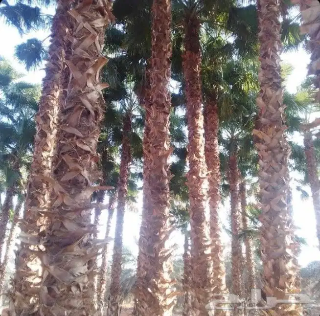 يجد لدينا جميع انوع انخيل العربي بشكل عام وولوشنطني لزينه 3