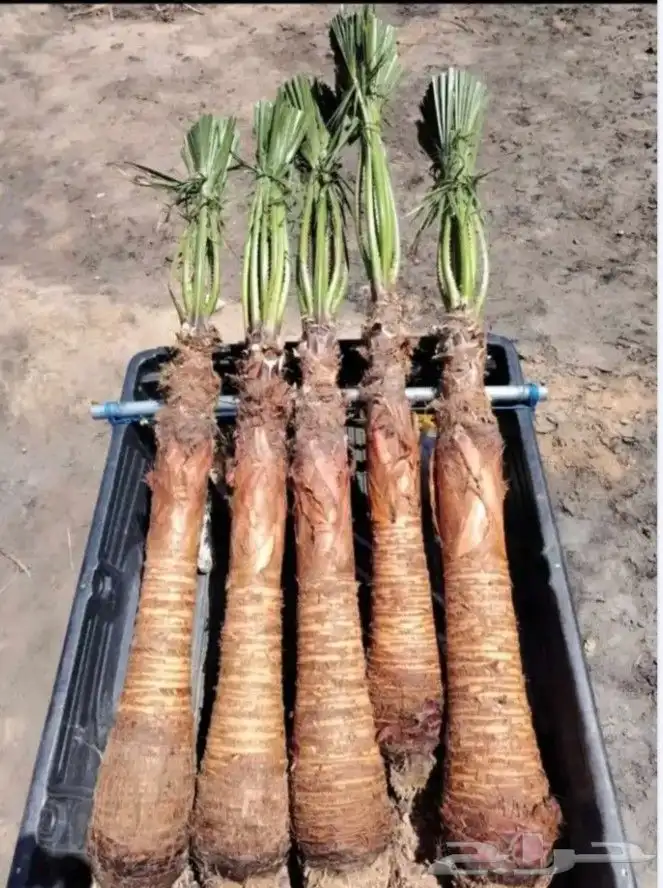 نخل للبيع خلاص صقعي برحي سكري شيشي واشنطني وفسايل وفروخ 4