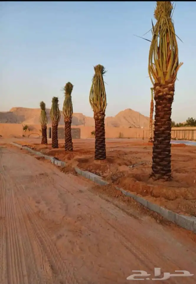 نخل عربي 0