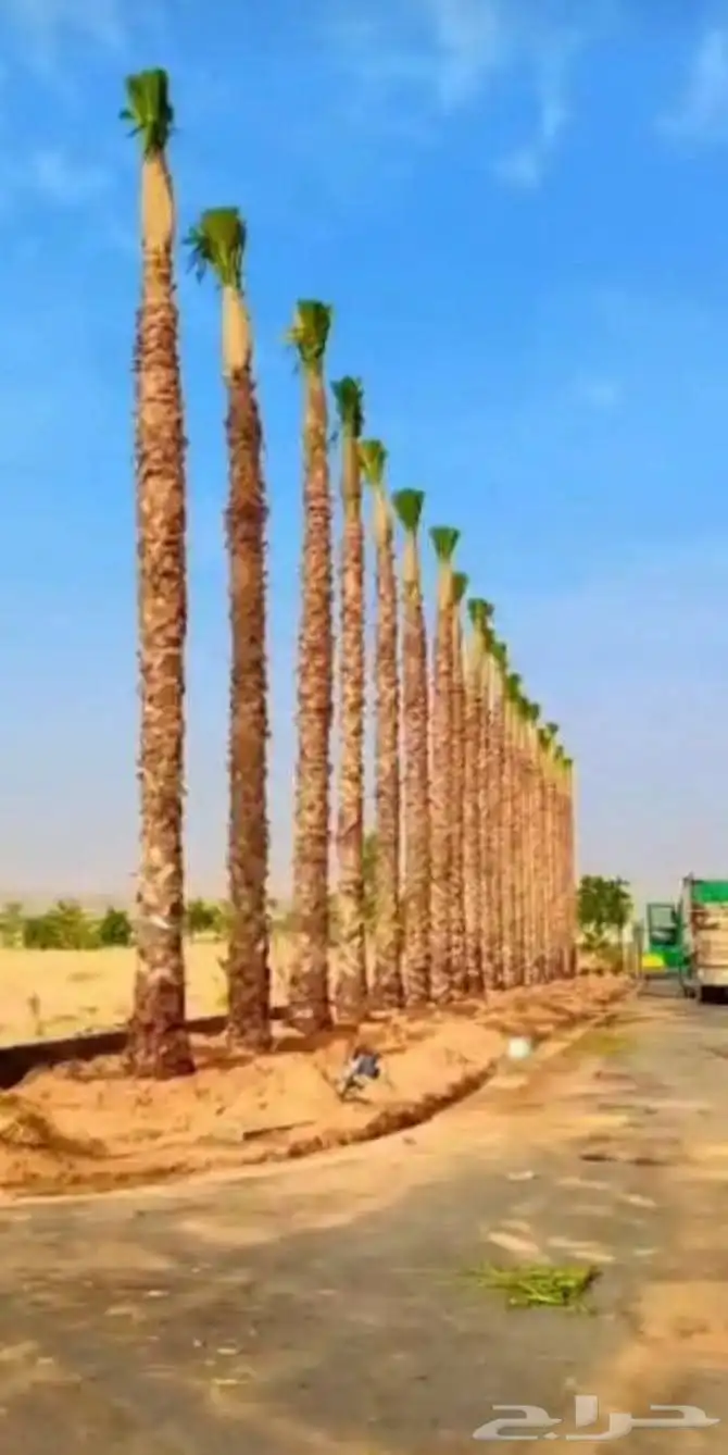 تركيب شبوك امنيه   وتوريد النخيل   وتركيب الحجر الطبيعي 4