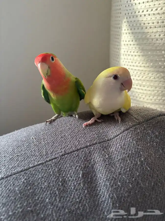 ببغاء روز 4