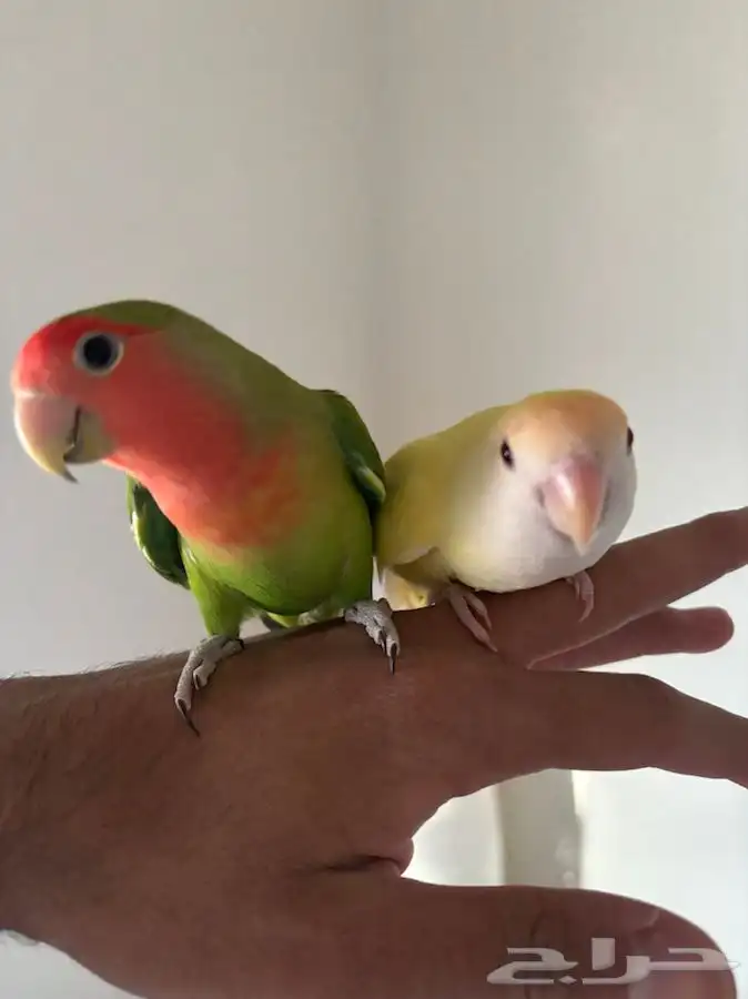 ببغاء روز 2