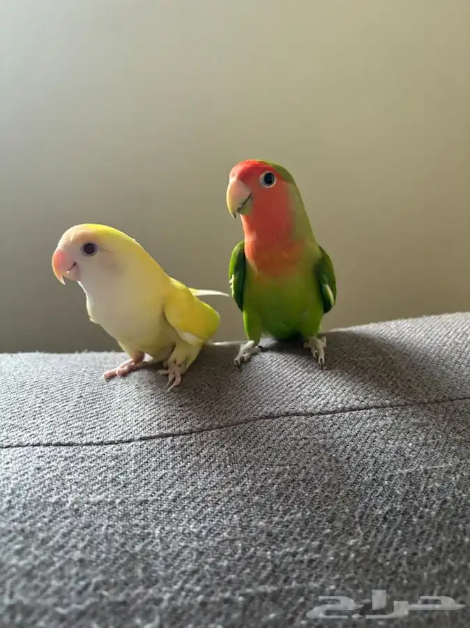 ببغاء روز 3